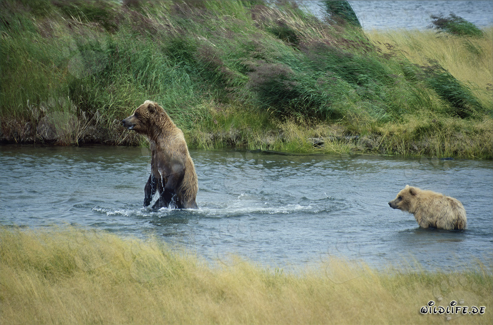 Gefahr im Fluss - Braunbär und Jungtier
