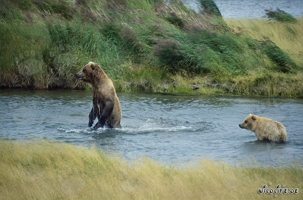 Danger in the River - Brown Bear and Cub
