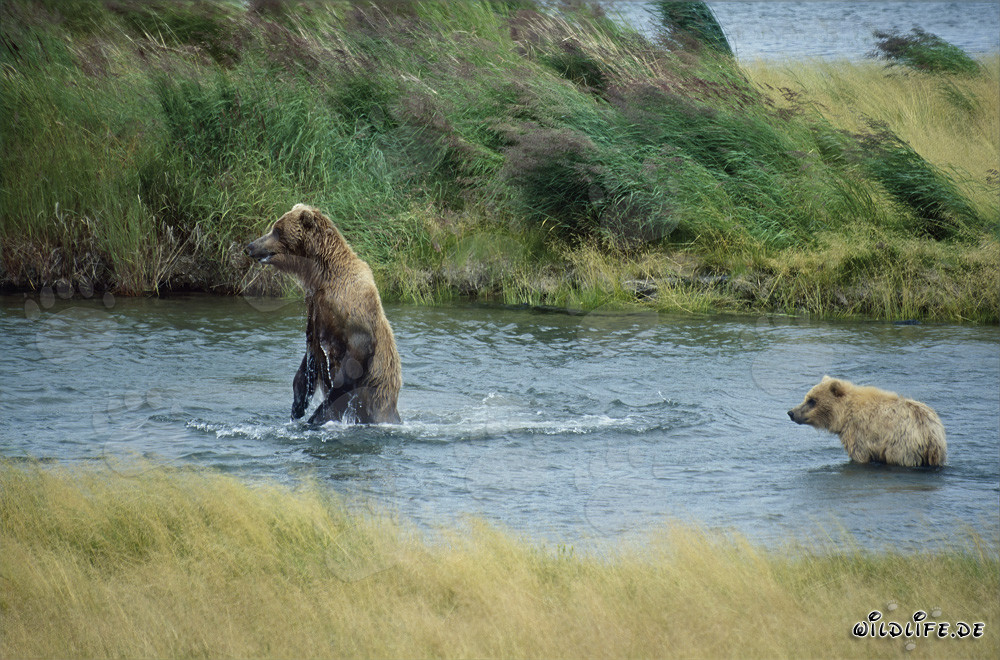 Peligro en el río - Oso pardo y su cría