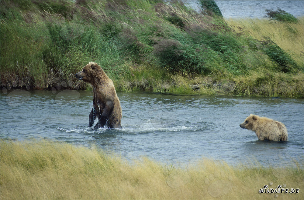 Danger dans la rivière - Ours brun et son petit