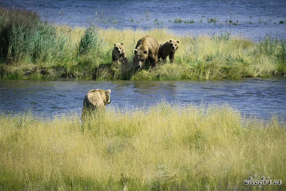 Danger for the She-bear and her cubs