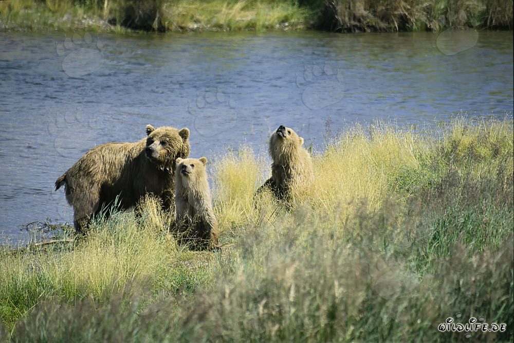 Amenaza para la familia de osos pardos