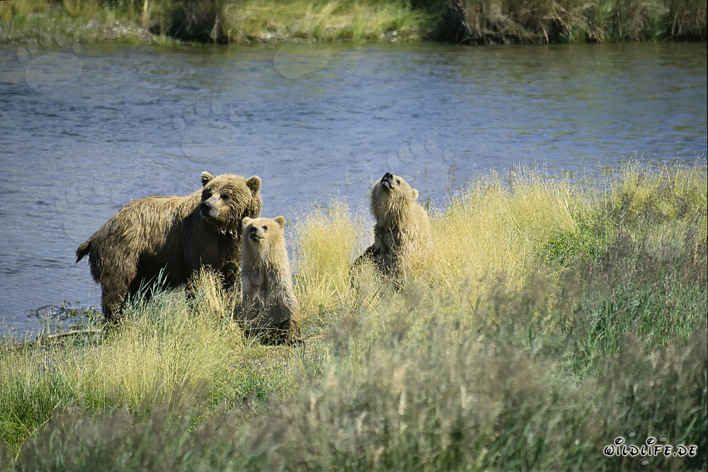 Threat to the Brown Bear Family