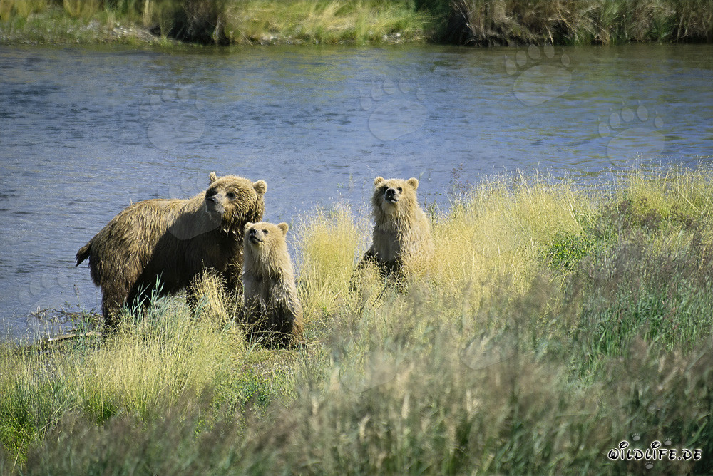 Pericolo per l'orsa bruna e i suoi due cuccioli