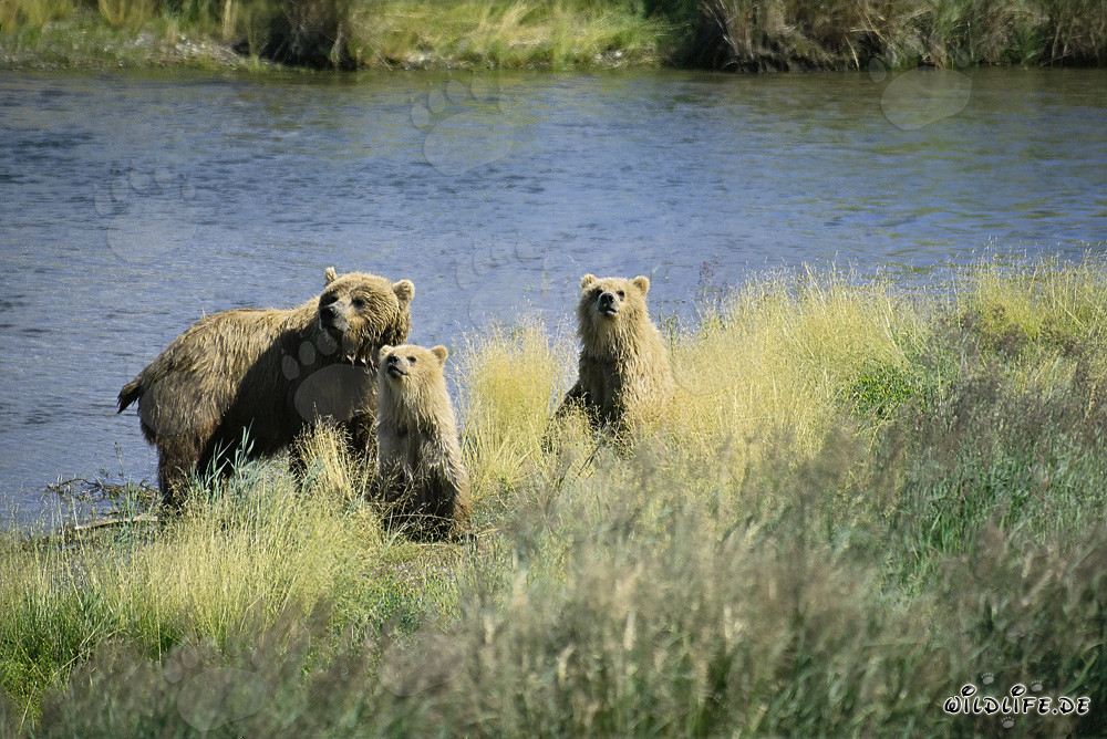 Danger for Bear Family