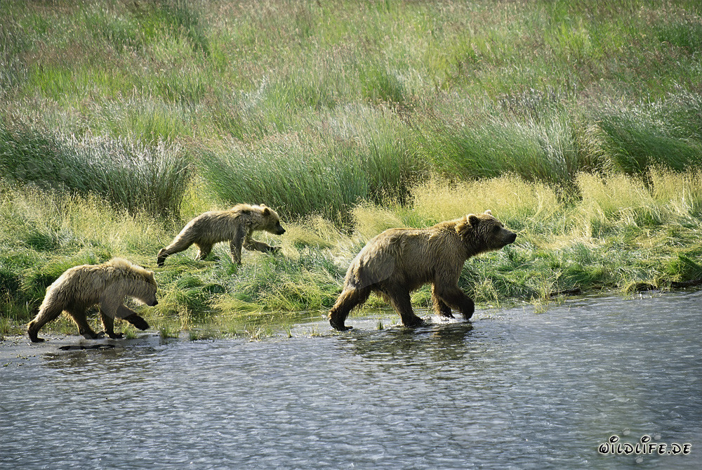 Three majestic brown bears searching for salmon