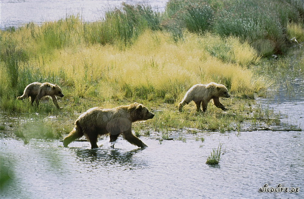 Imposante Braunbären beim Fischfang am Brooks River in Alaska