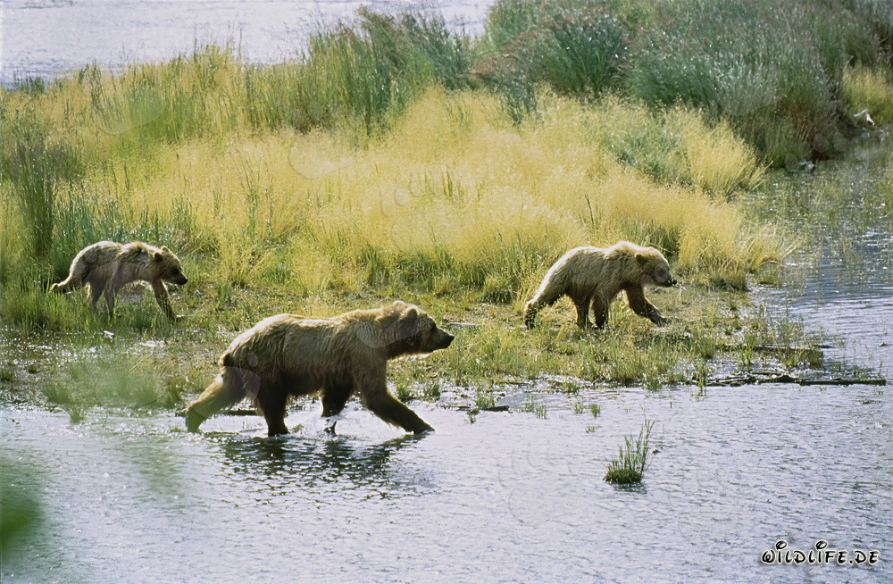 Imponenti orsi bruni che pescano nel fiume Brooks in Alaska