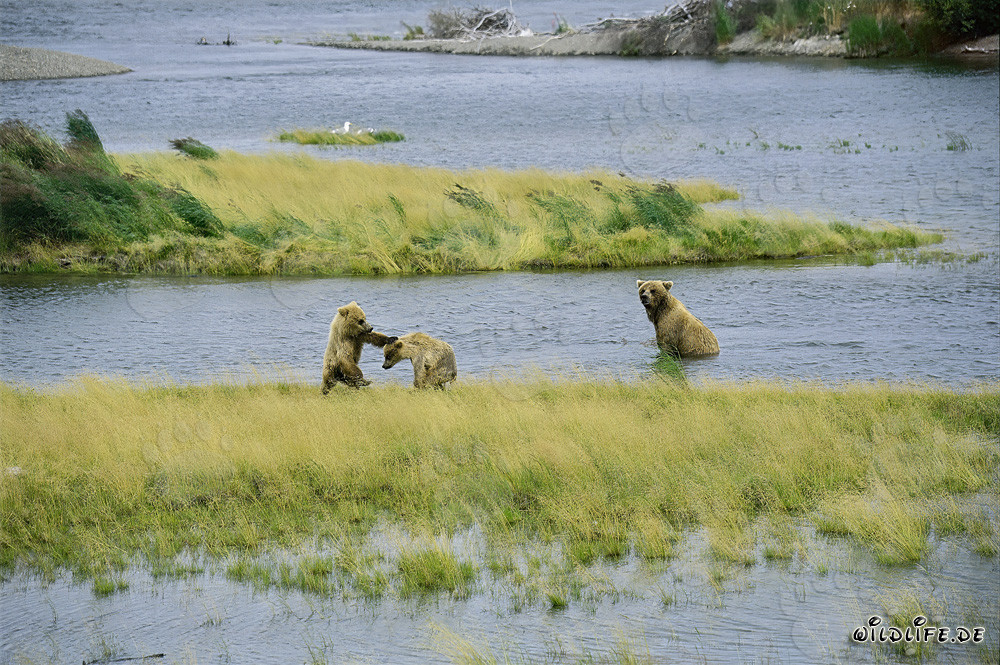 Giovani orsi bruni che giocano al Brooks River a Katmai, Alaska