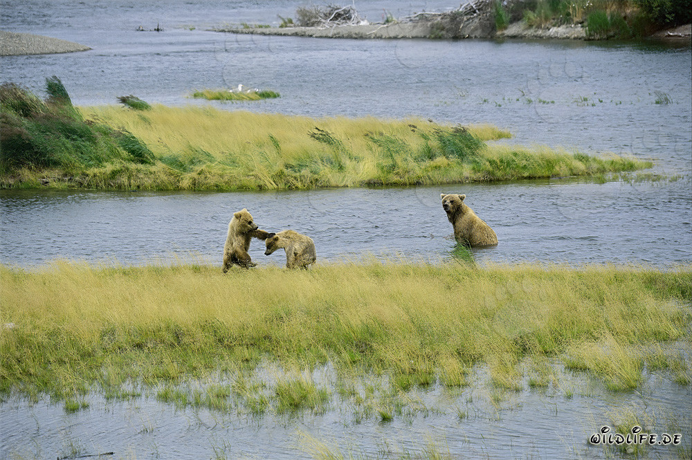 Jeunes ours bruns jouant au Brooks River à Katmai, Alaska