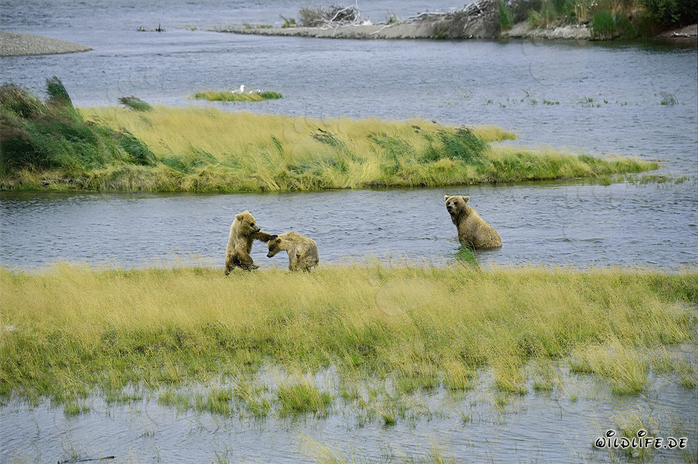 Osos pardos jóvenes jugando en el río Brooks en Katmai, Alaska