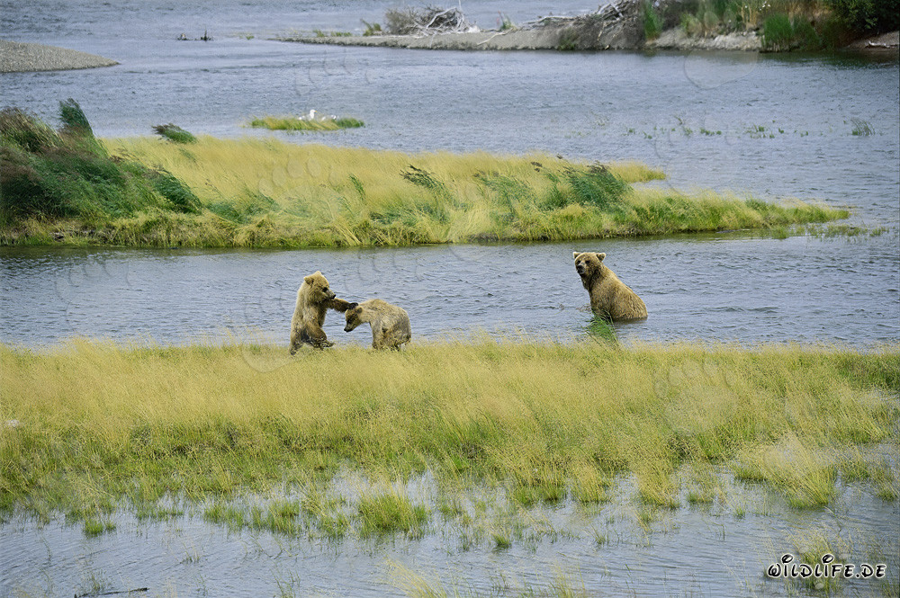 Spielende junge Braunbären am Brooks River in Katmai, Alaska