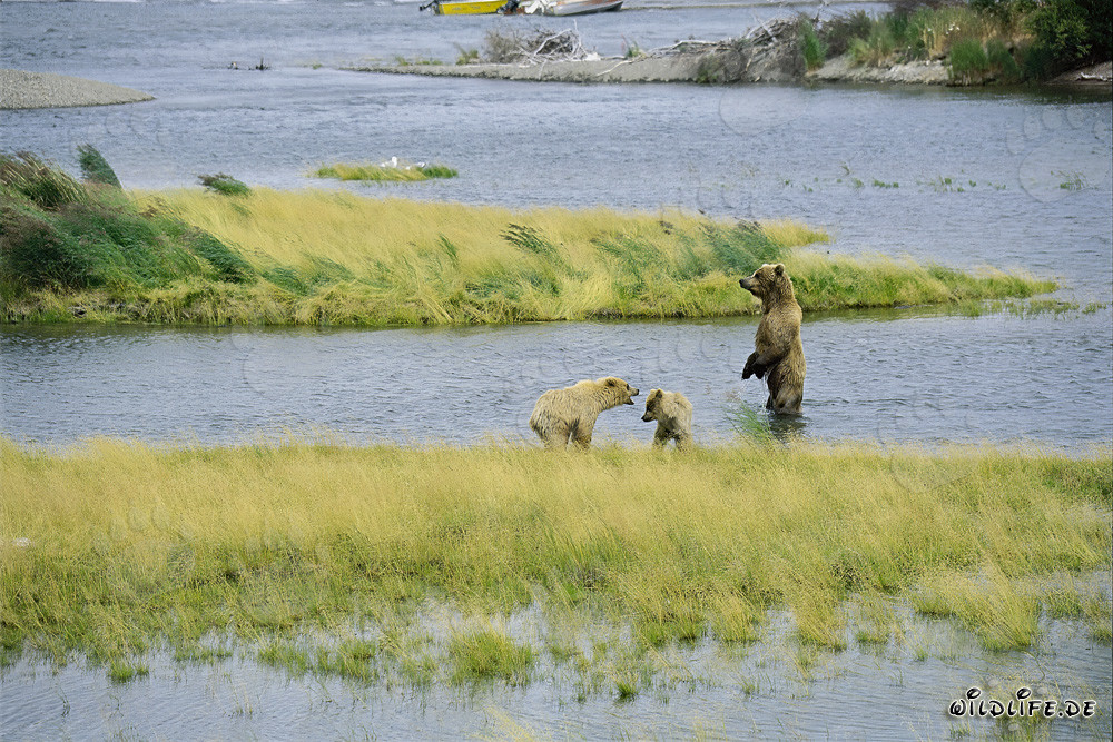 Osa parda majestuosa con sus juguetones osos jóvenes