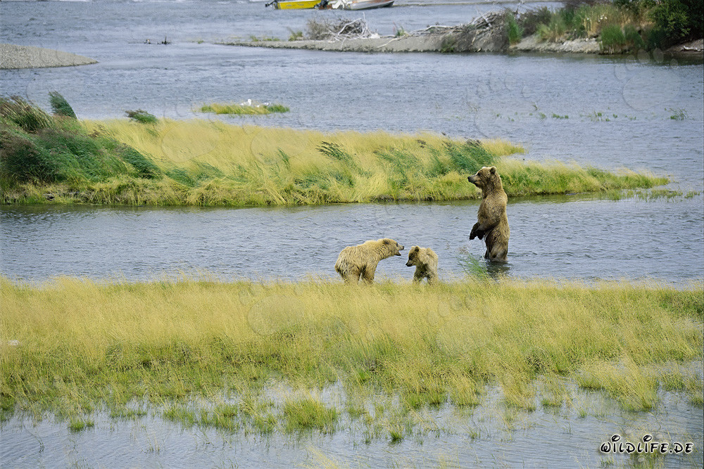 Ourse brune majestueuse avec ses oursons espiègles