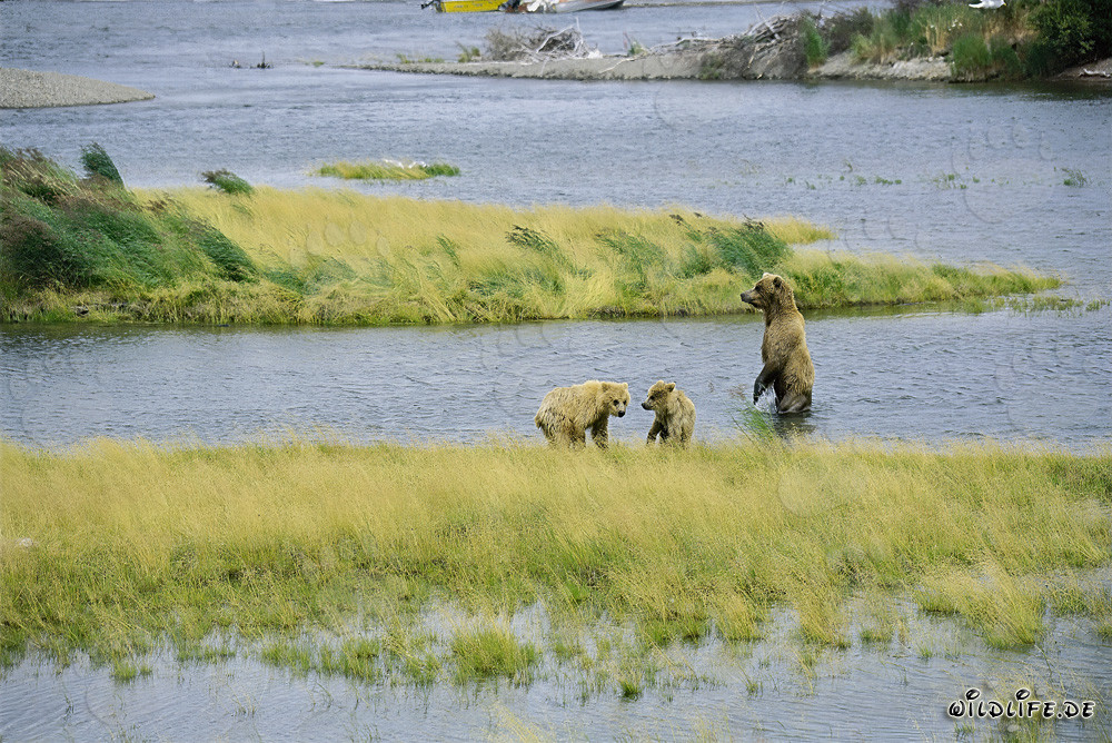 Spielende junge Braunbären am Brooks River in Alaska