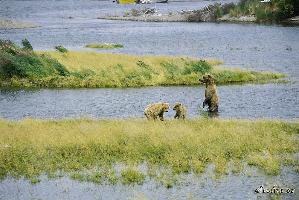 Playing young brown bears at Brooks River in Alaska