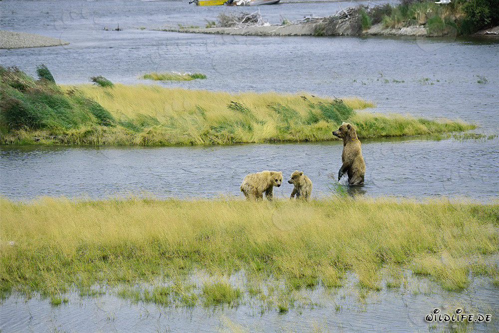 Giovani orsi bruni che giocano al Brooks River in Alaska