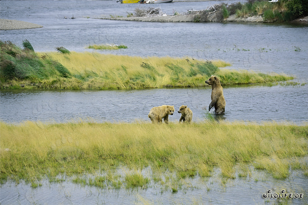 Jóvenes osos pardos jugando en el río Brooks en Alaska
