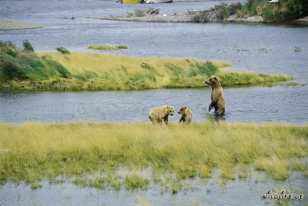 Jeunes ours bruns jouant au Brooks River en Alaska