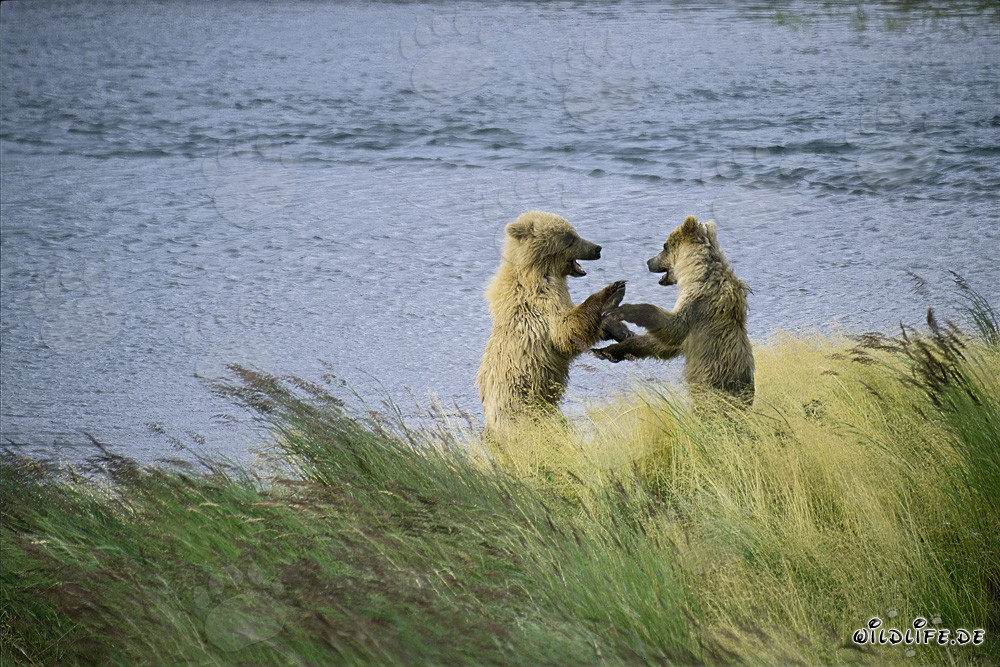 Giovani orsi bruni giocano al Brooks River, Katmai, Alaska