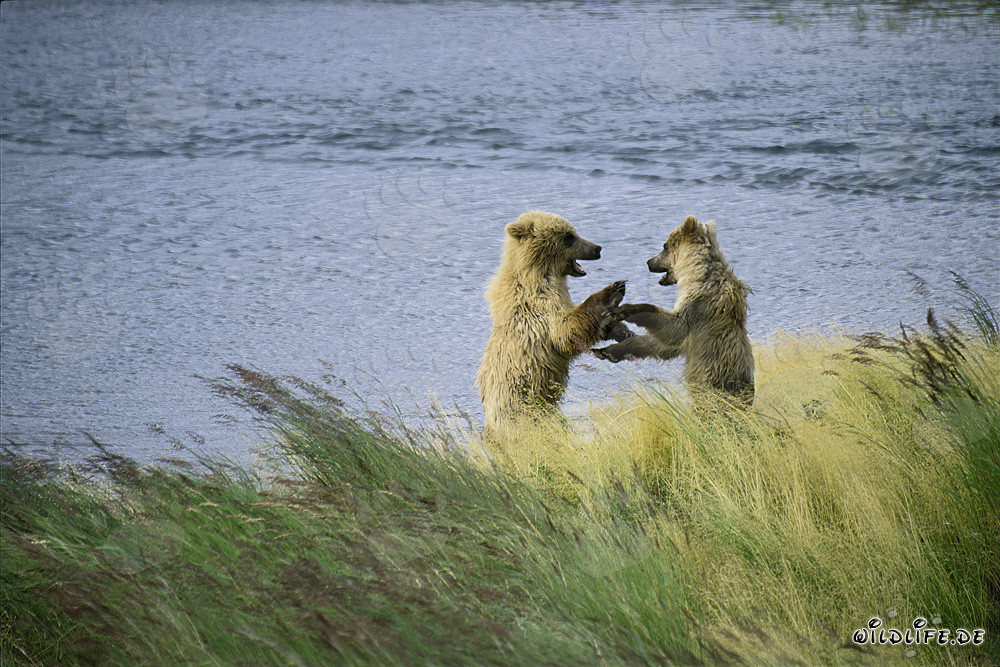 Jeunes ours bruns jouant au Brooks River, Katmai, Alaska