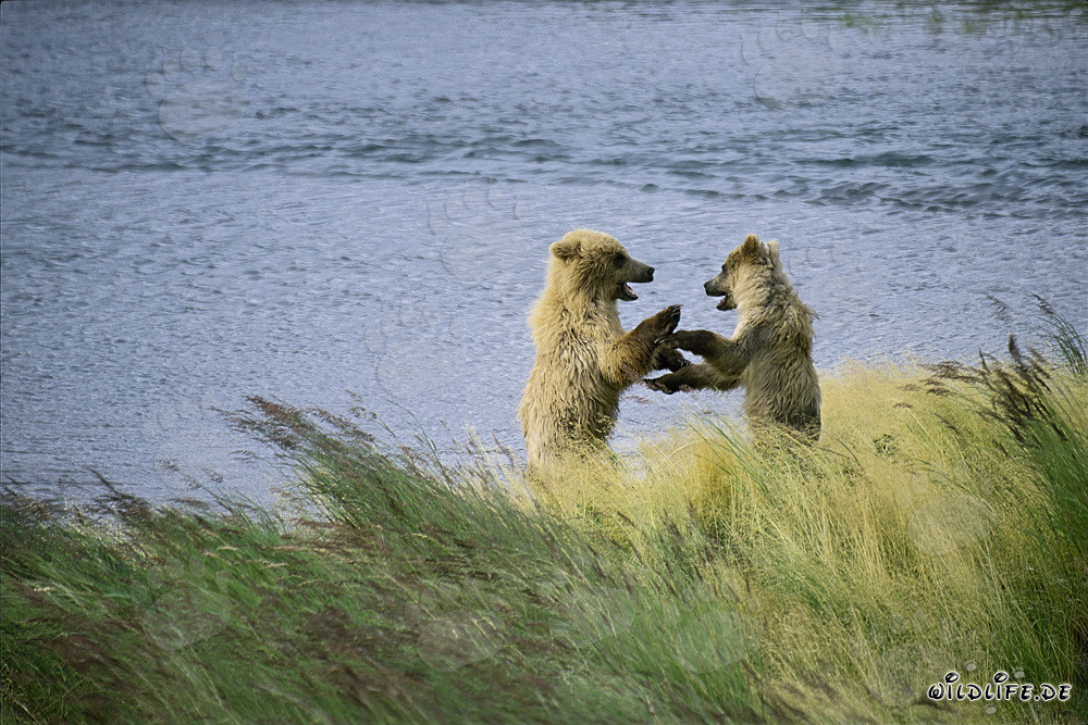 Jóvenes osos pardos jugando en el río Brooks, Katmai, Alaska