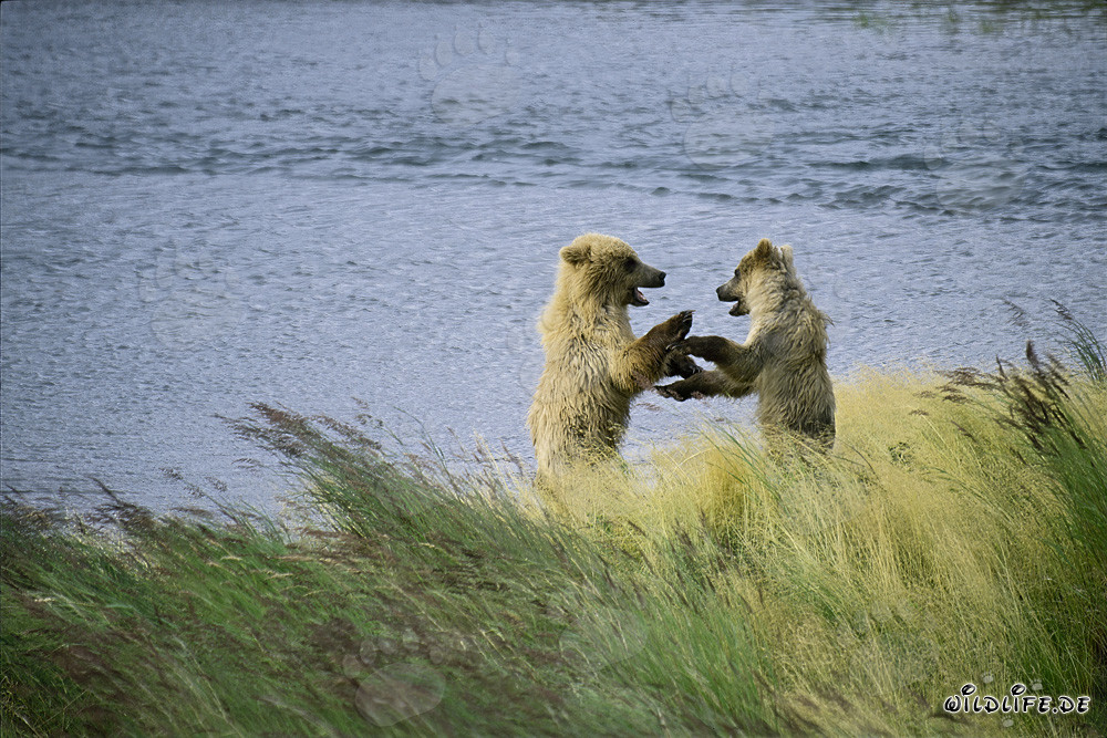 Playful young brown bears at Brooks River, Katmai, Alaska