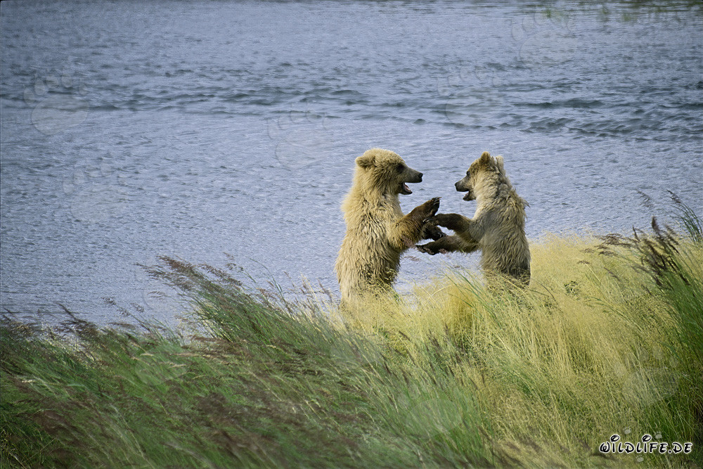 Spielende junge Braunbären am Brooks River, Katmai, Alaska