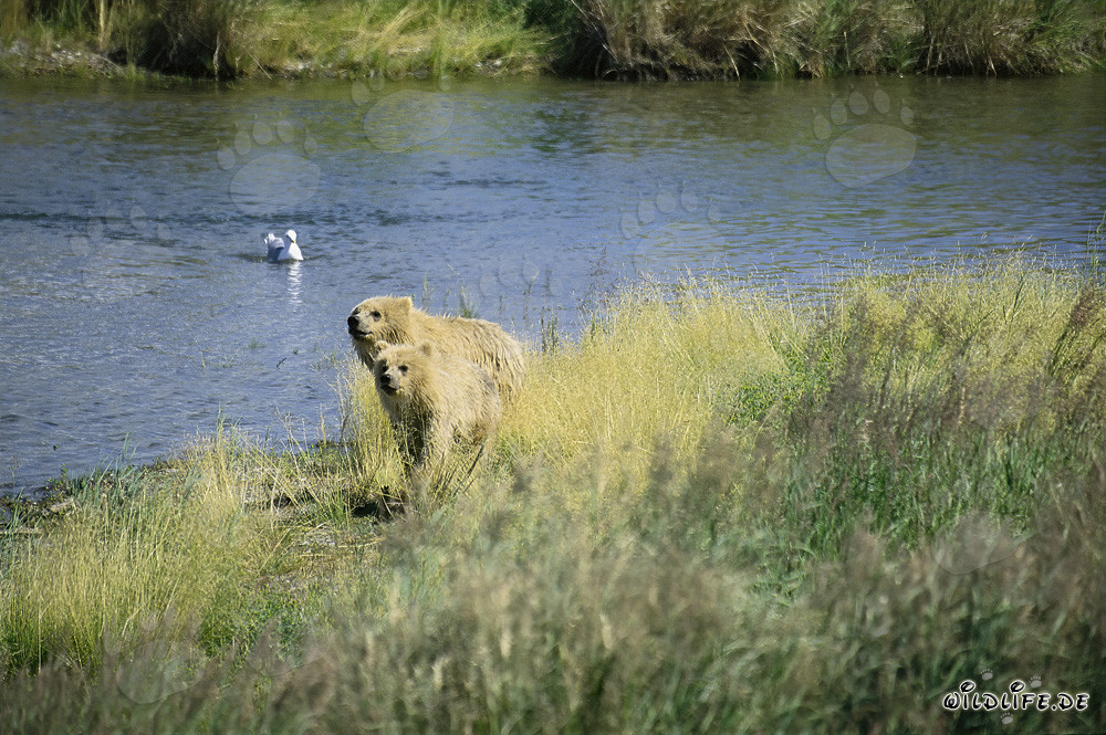 Zwei neugierige Braunbären beobachten den Flusslauf