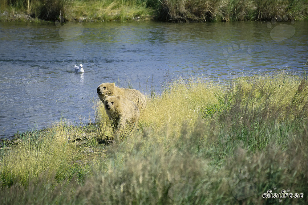 Two curious brown bears observing the river flow