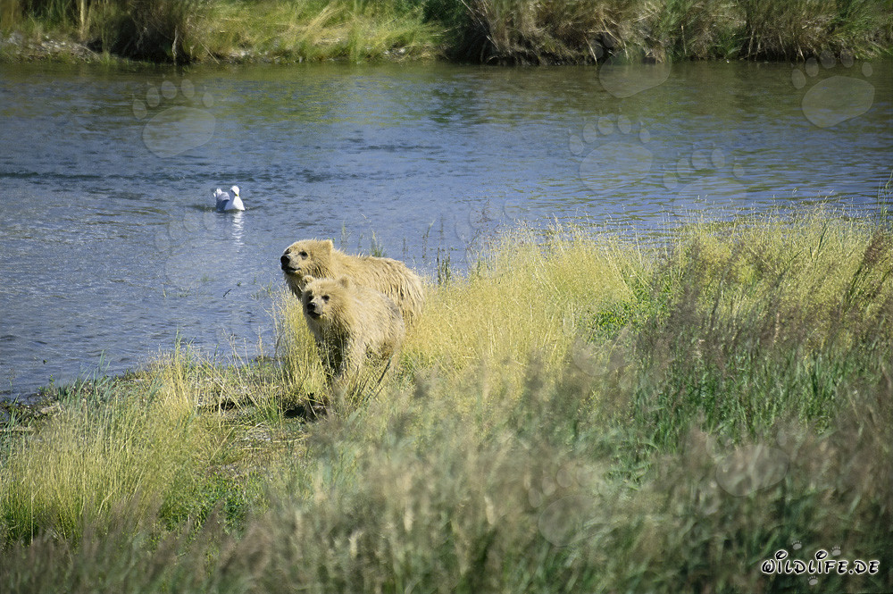 Dos osos pardos curiosos observan el curso del río