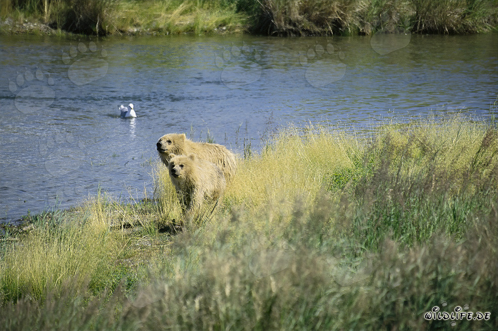 Deux ours bruns curieux observent le cours de la rivière