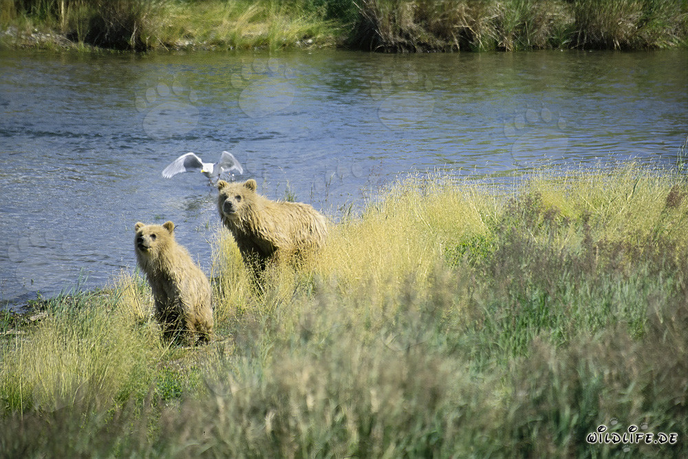 Braunbärin und Jungbär beobachten den Flusslauf in Alaska