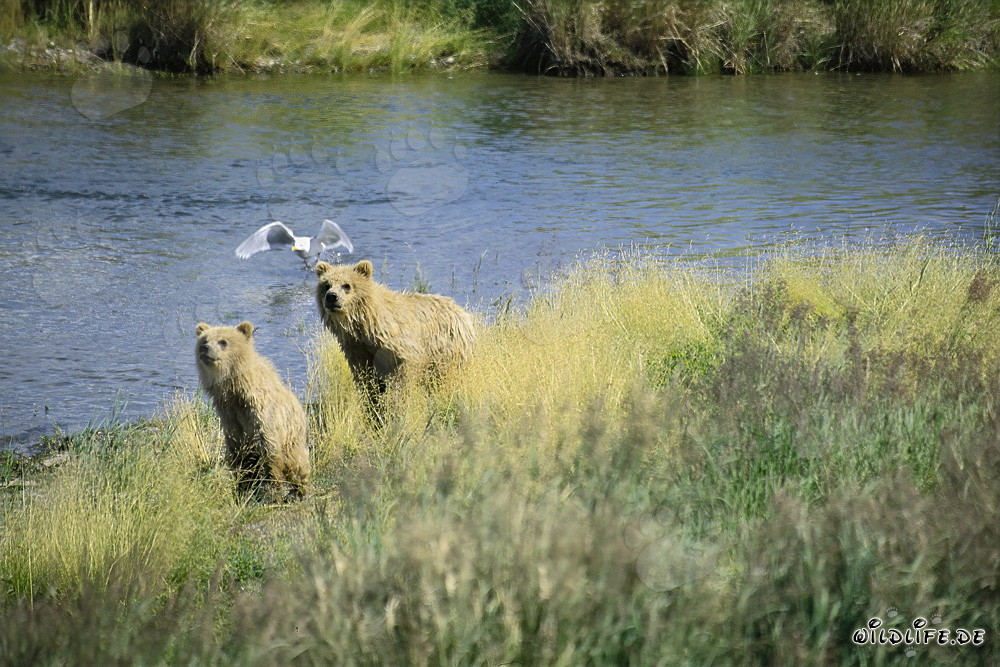 Mother Brown Bear and cub observe the river bend in Alaska