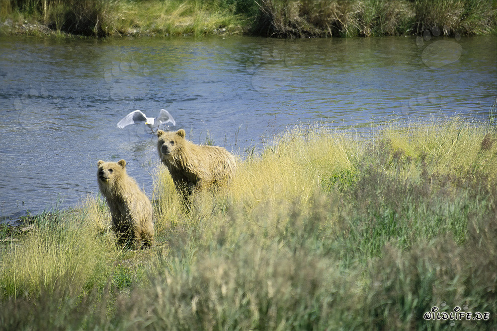 Orsa bruna e orsetto osservano il corso del fiume in Alaska