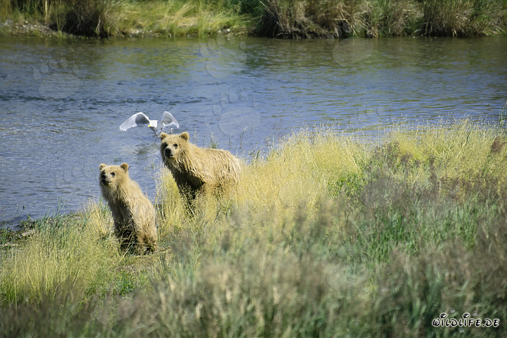 Osa parda y osezno observan el curso del río en Alaska