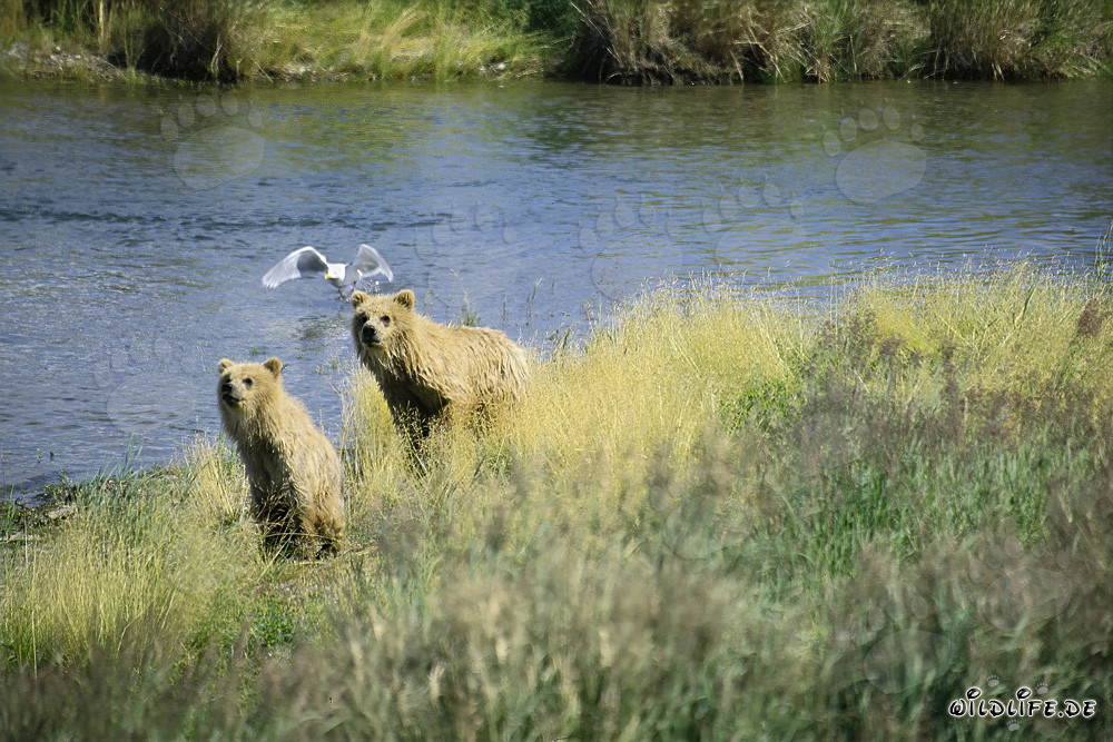 Ourse brune et ourson observent le cours de la rivière en Alaska