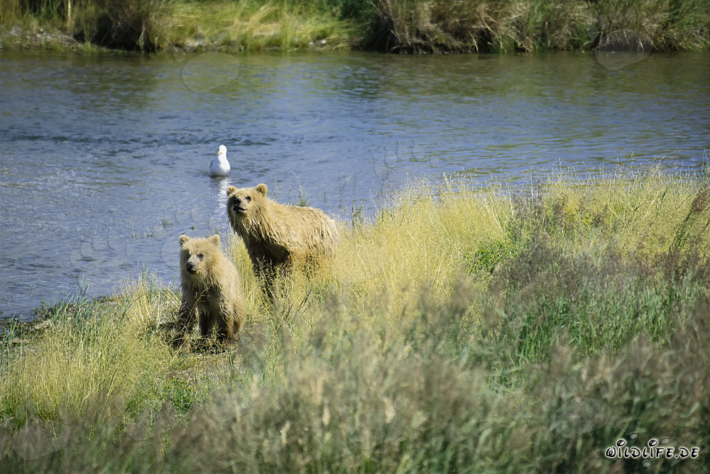 Zwei hochkonzentrierte Braunbären beobachten den Fluss