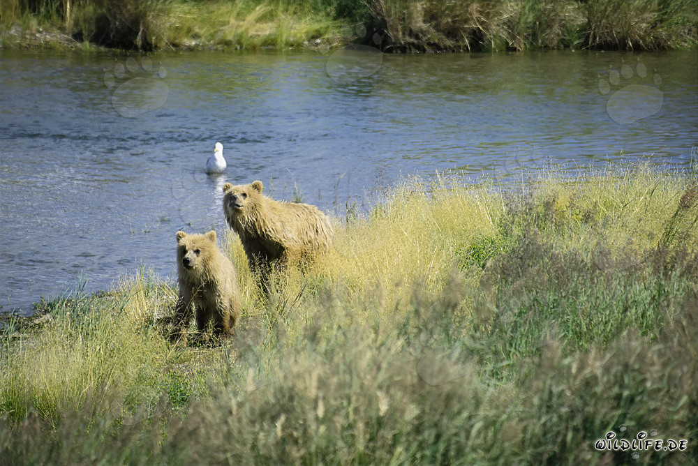 Two highly concentrated brown bears observing the river