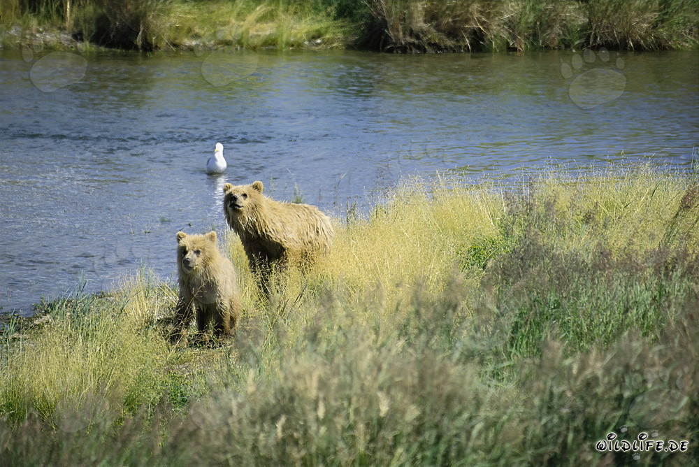 Dos osos pardos altamente concentrados observan el río