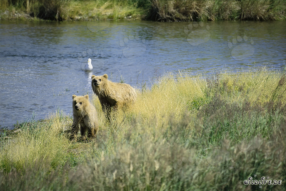 Deux ours bruns hautement concentrés observent la rivière