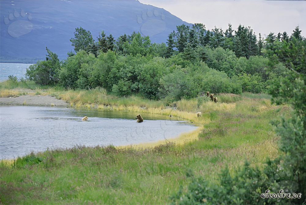 Braunbärenfamilien treffen sich am malerischen Brooks River in Alaska