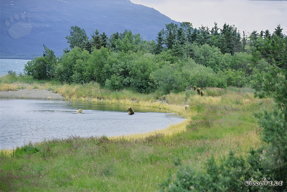 Brown bear families gathering at the picturesque Brooks River in Alaska