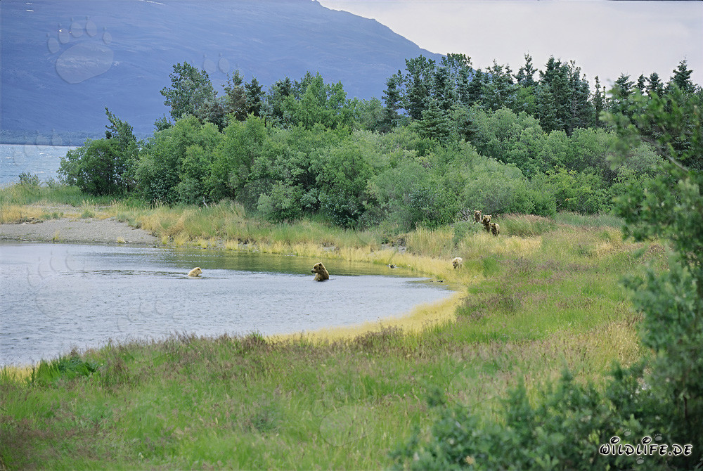 Rencontre de familles d'ours bruns au pittoresque fleuve Brooks en Alaska