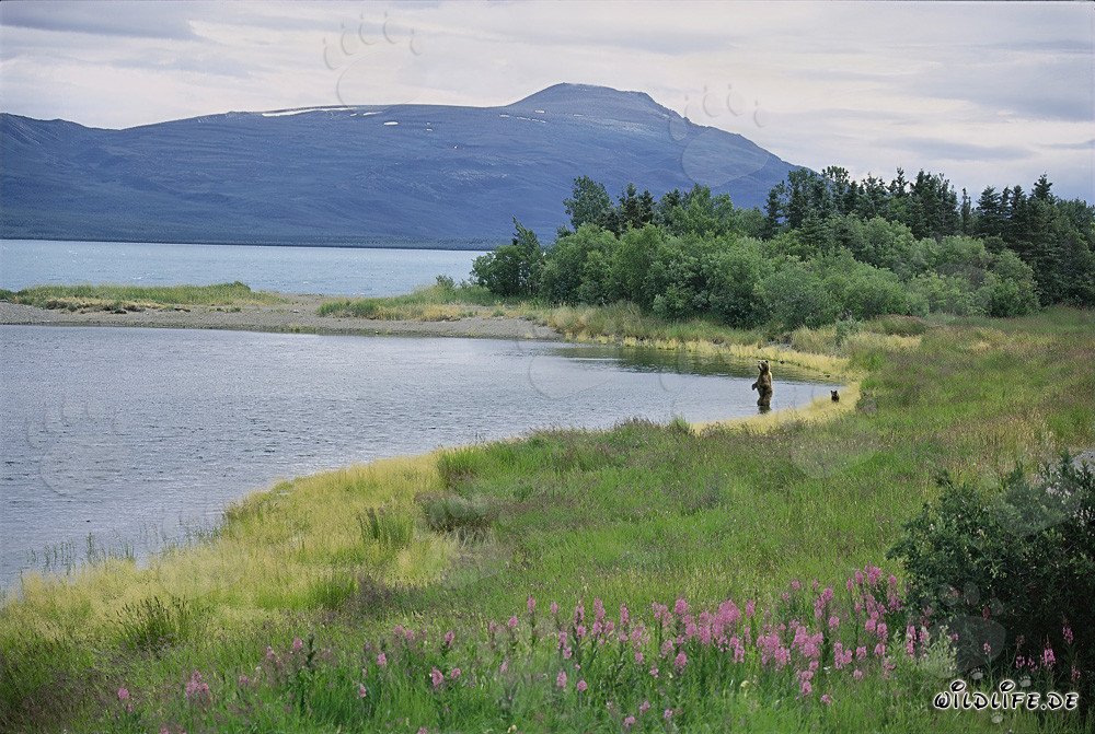 Osa parda captura un salmón en el río Brooks en Katmai, Alaska