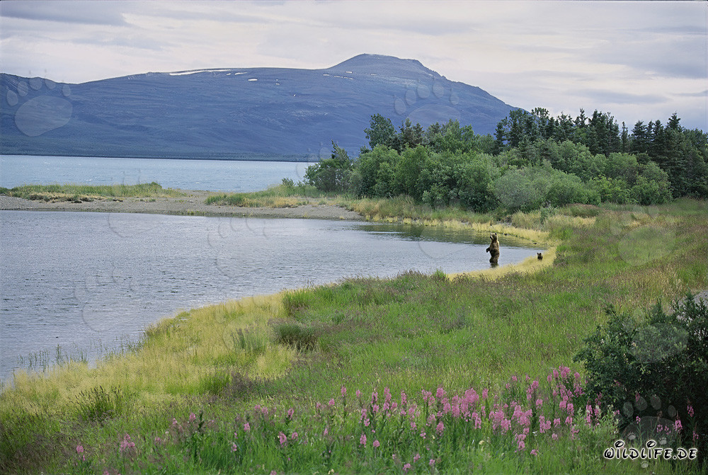 Ourse brune attrape un saumon à la rivière Brooks à Katmai, Alaska