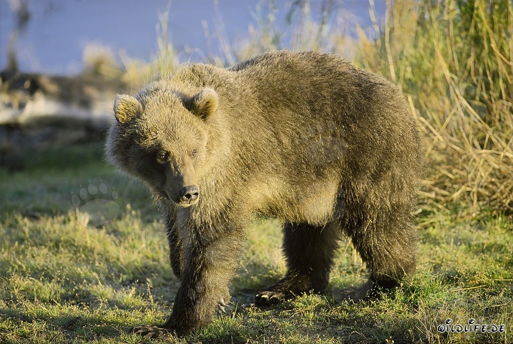 Gut genährter junger Braunbär am Brooks River, Alaska