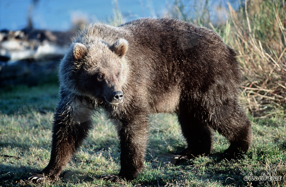 Oso joven en la orilla del río Brooks