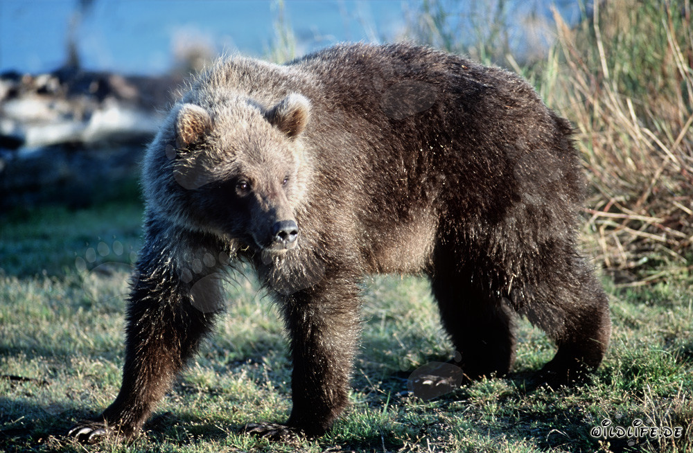 Young Bear on the Banks of Brooks River