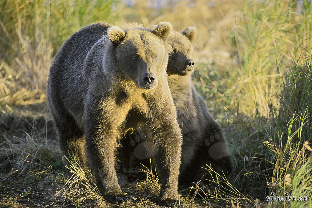 Two majestic brown bears basking in the morning sun